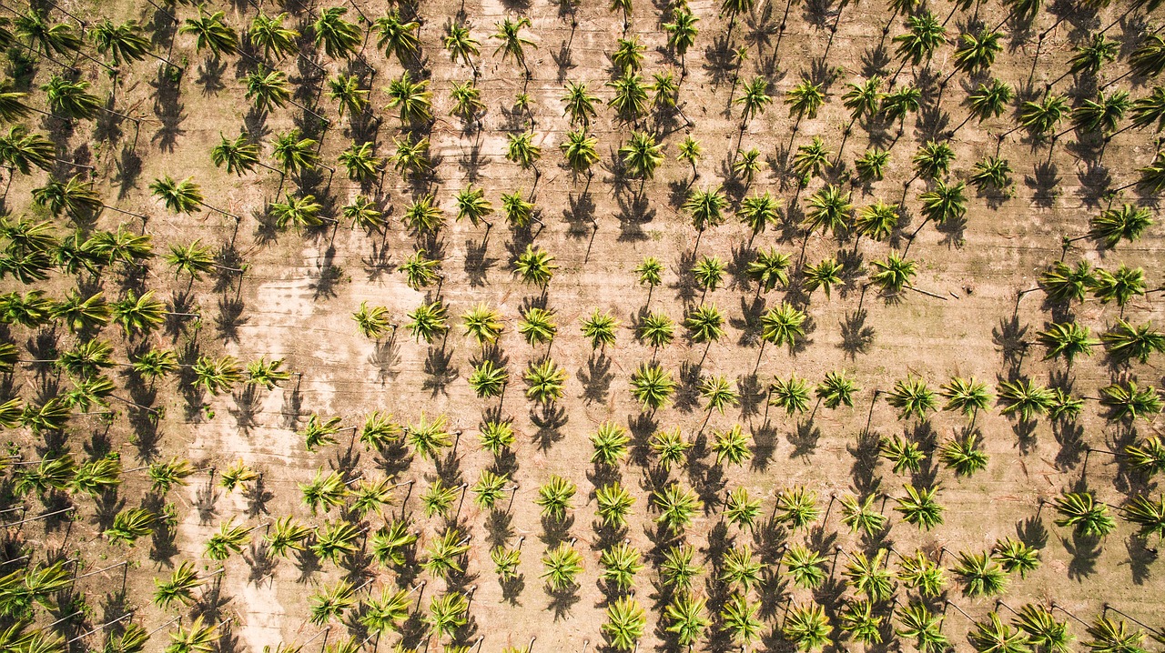 field nature trees free photo