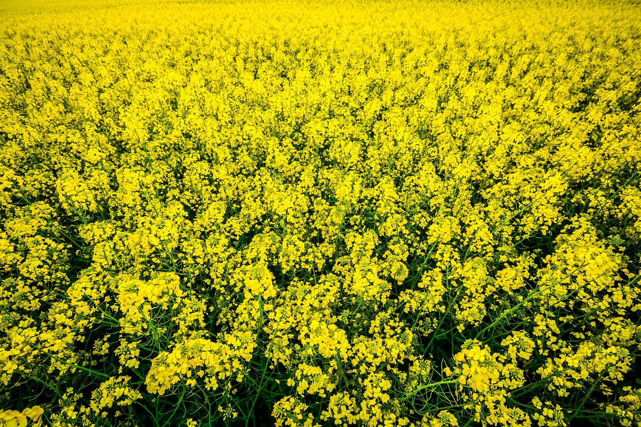 field flower green free photo