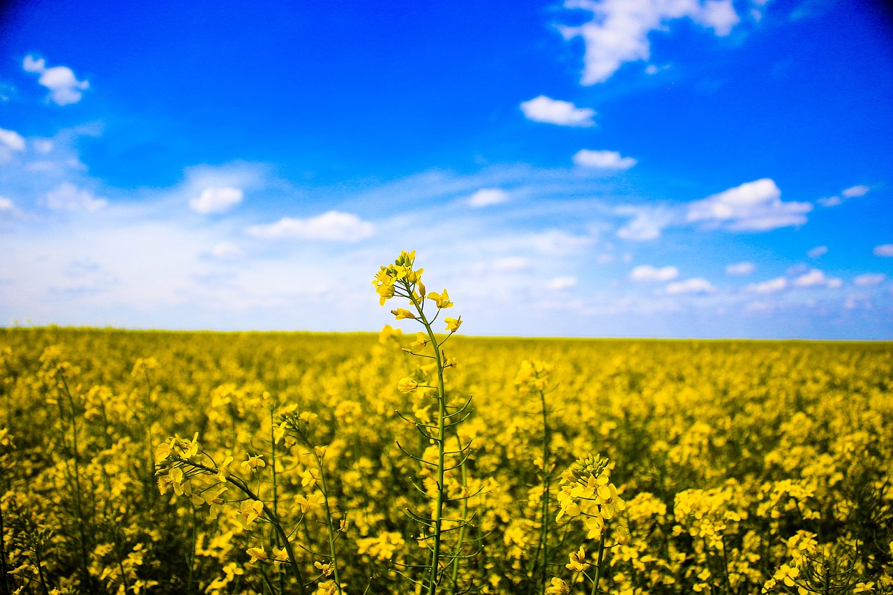 field macro nature free photo