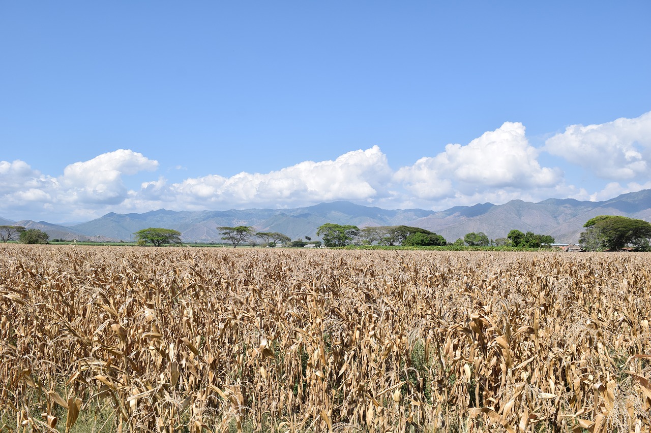 field corn cultivation free photo