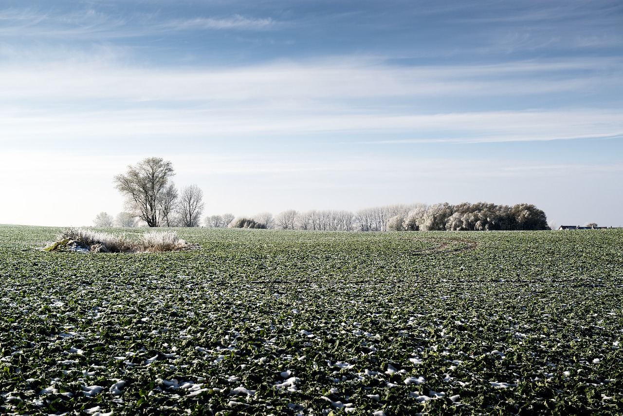 field harvest nature free photo