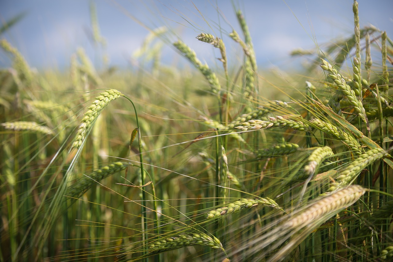 field macro nature free photo