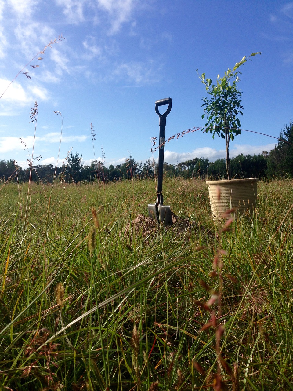 field tree planting free photo