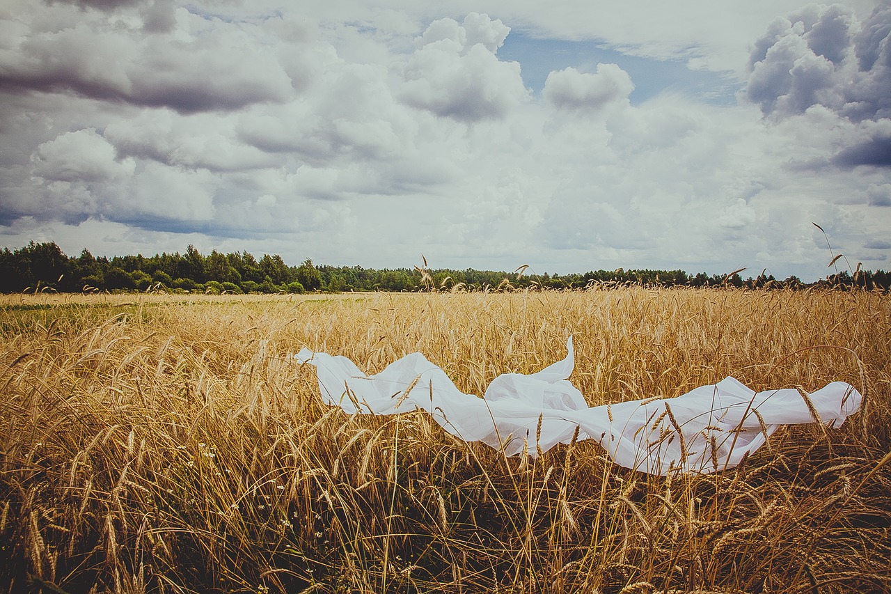 field wheat nature free photo