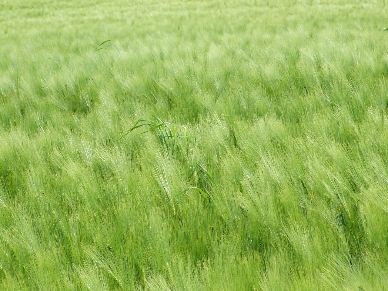 field green country free photo