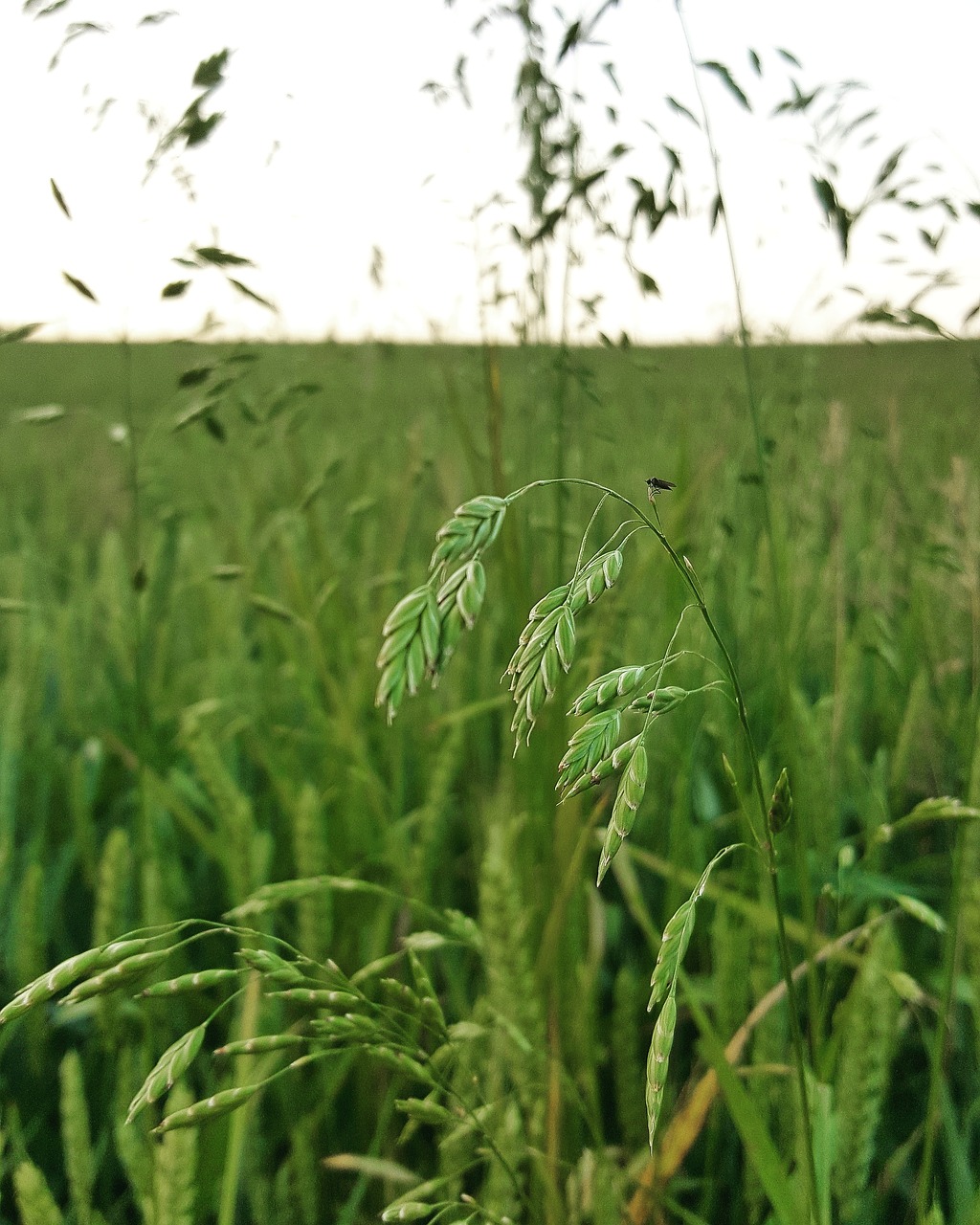 field field in the summer nature free photo