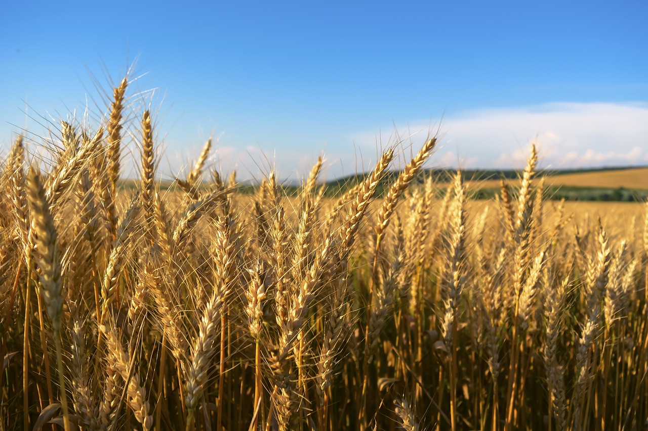 field wheat klosova free photo