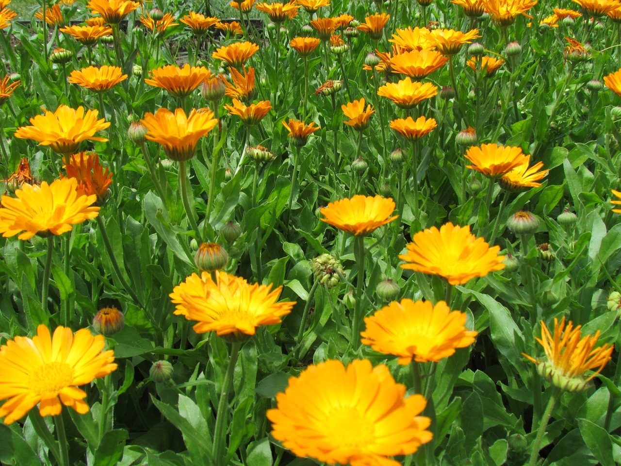 field flowery yellow free photo