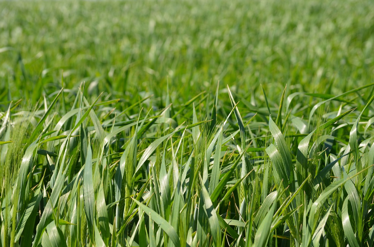 field wheat cereals free photo