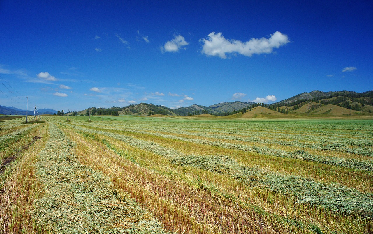 field mown buckwheat sky free photo