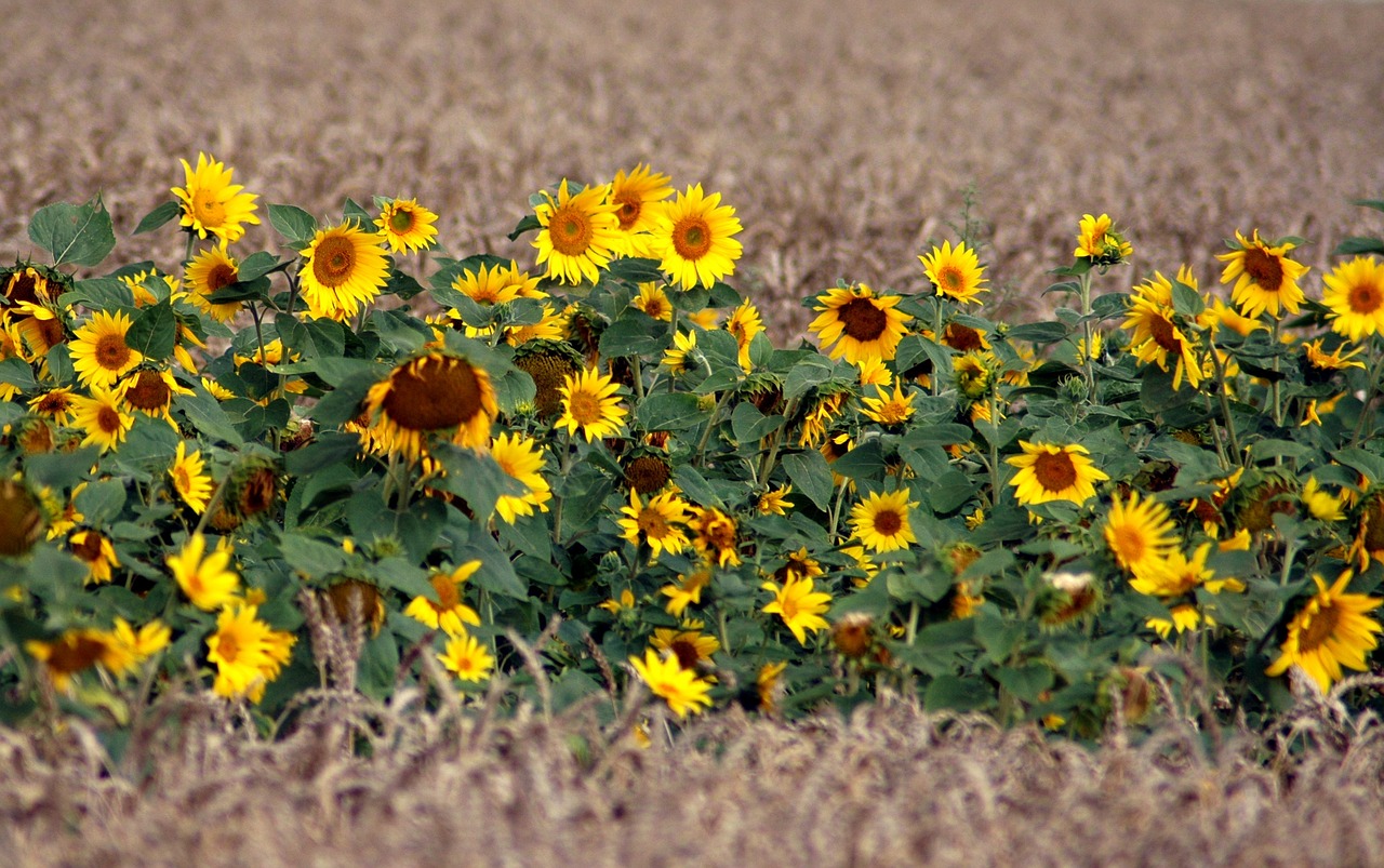 field sunflower flower free photo