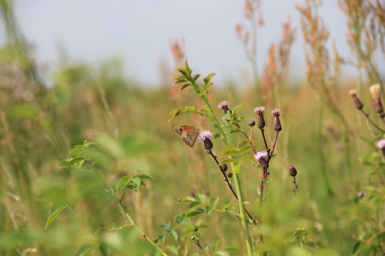 field meadow grass free photo