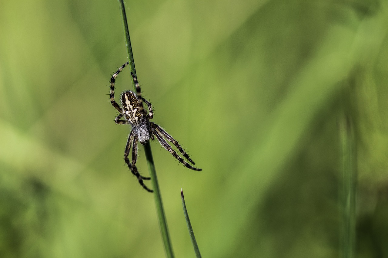 field spider meadow free photo