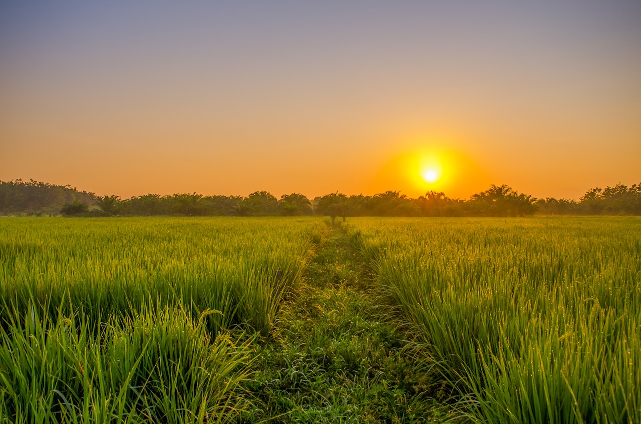 field sunrise green free photo