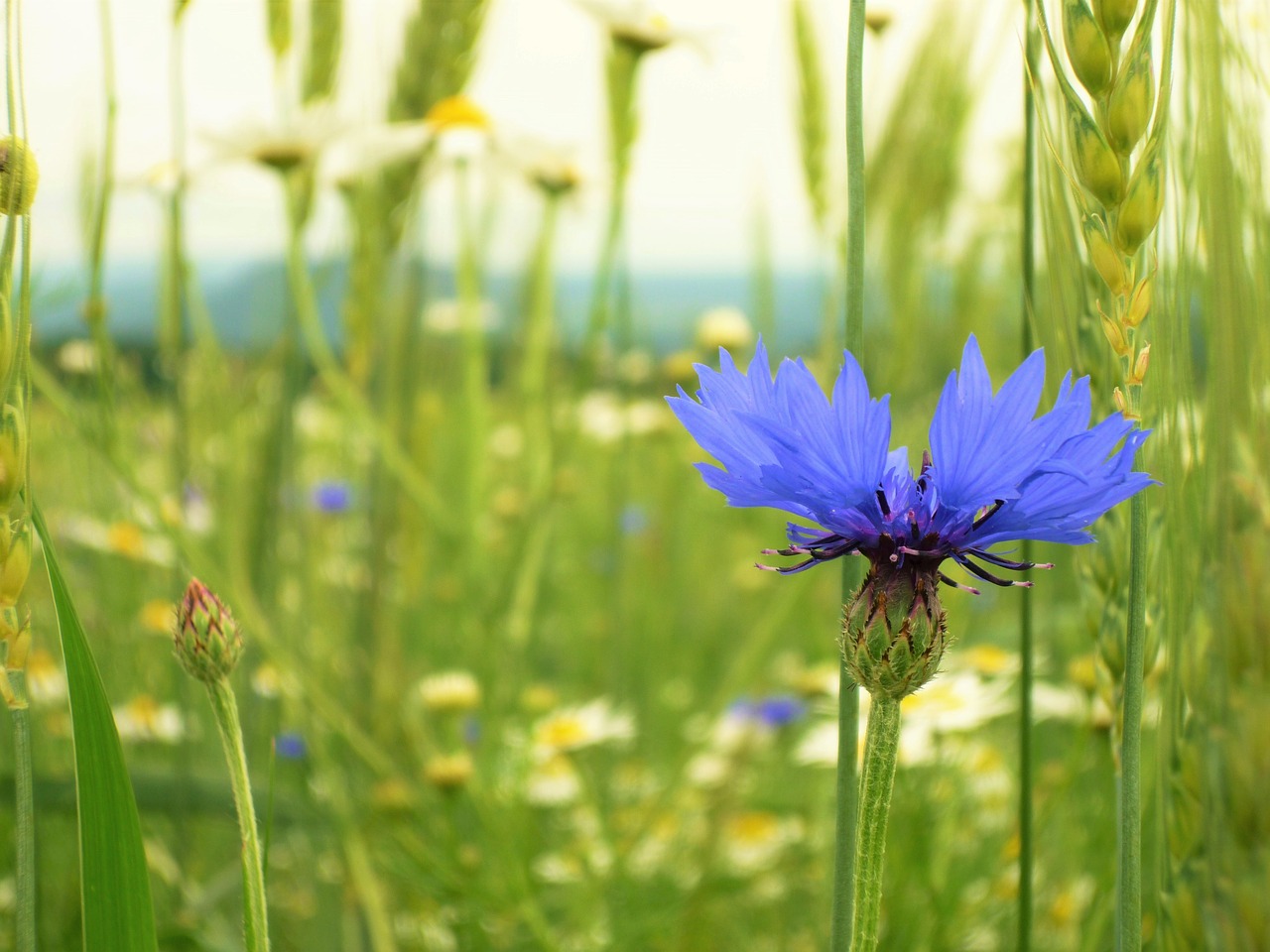 field cornflower nature free photo