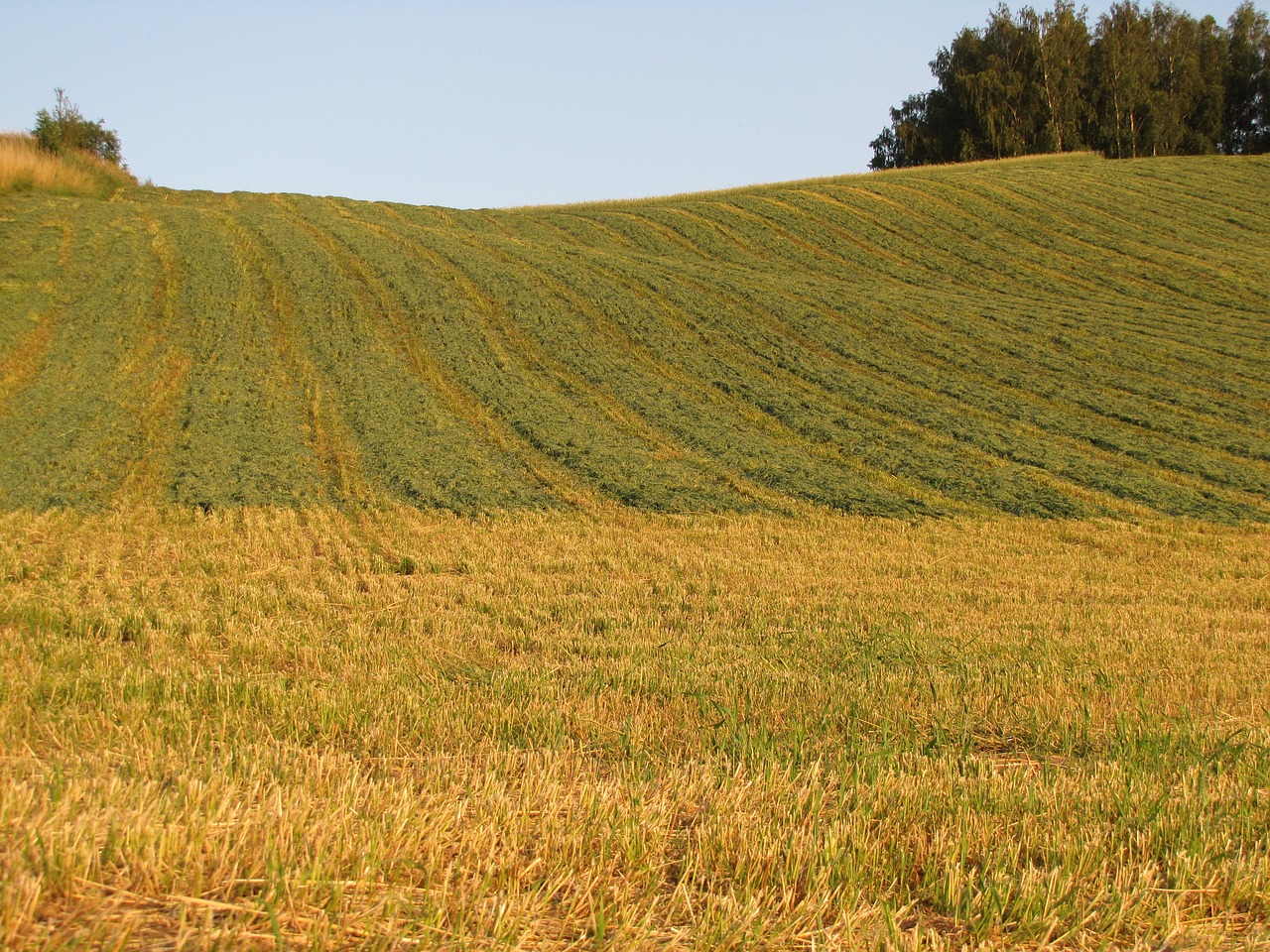 field nature summer free photo