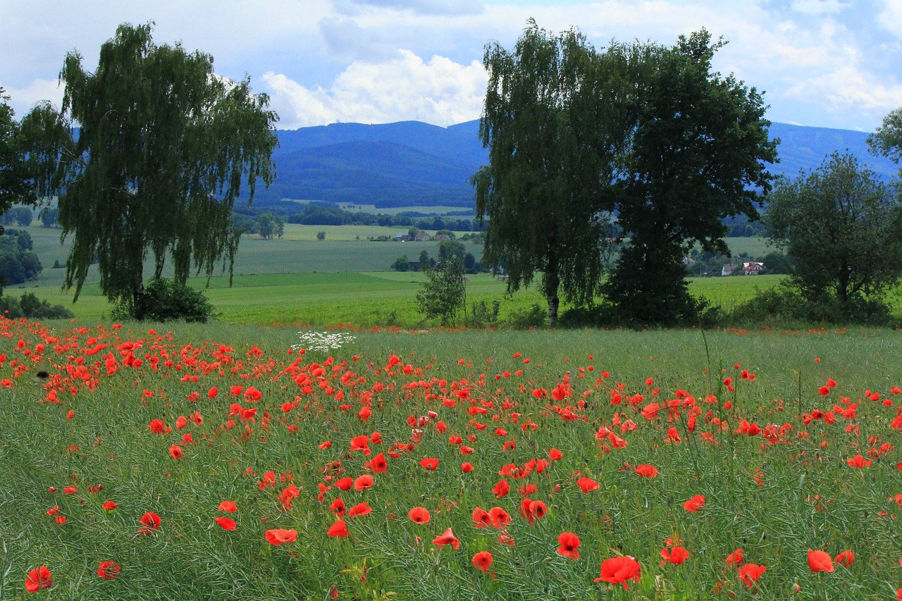 field landscape poppies free photo