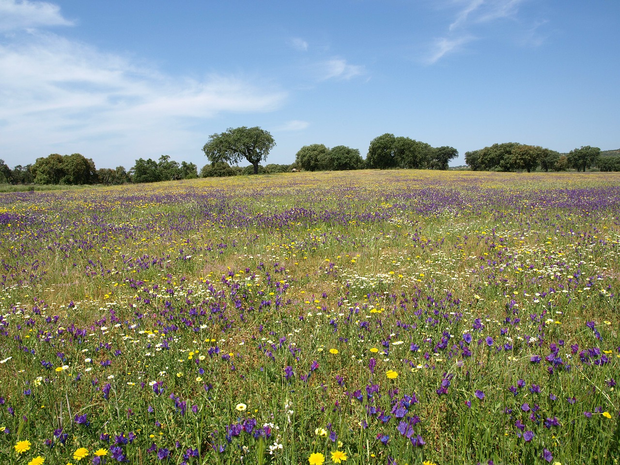 field flowers landscape free photo