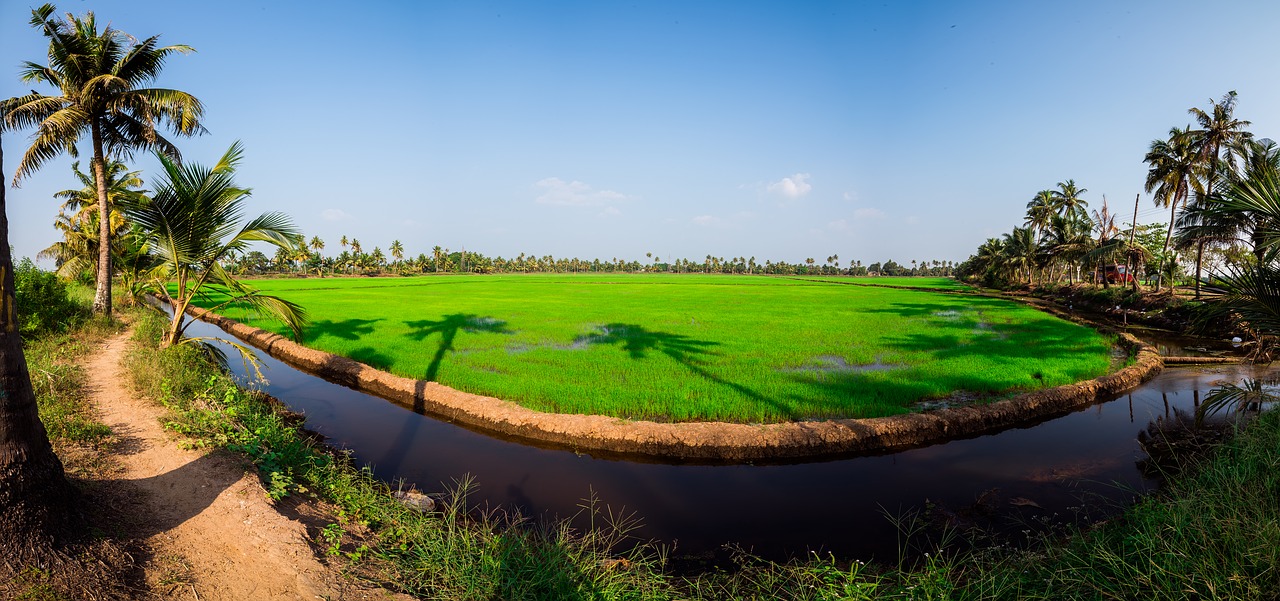 field farming rice free photo