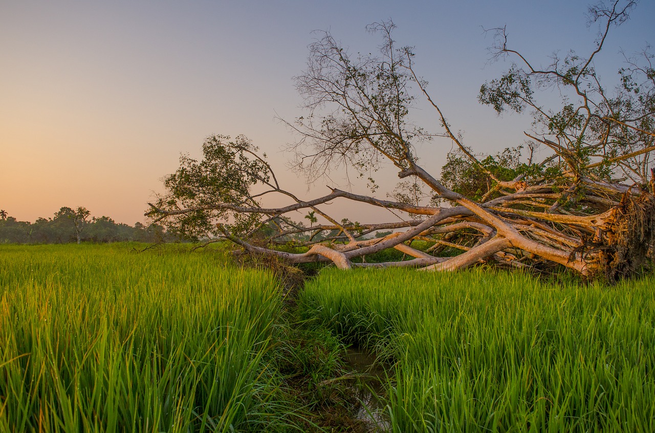 field sunrise farmer free photo