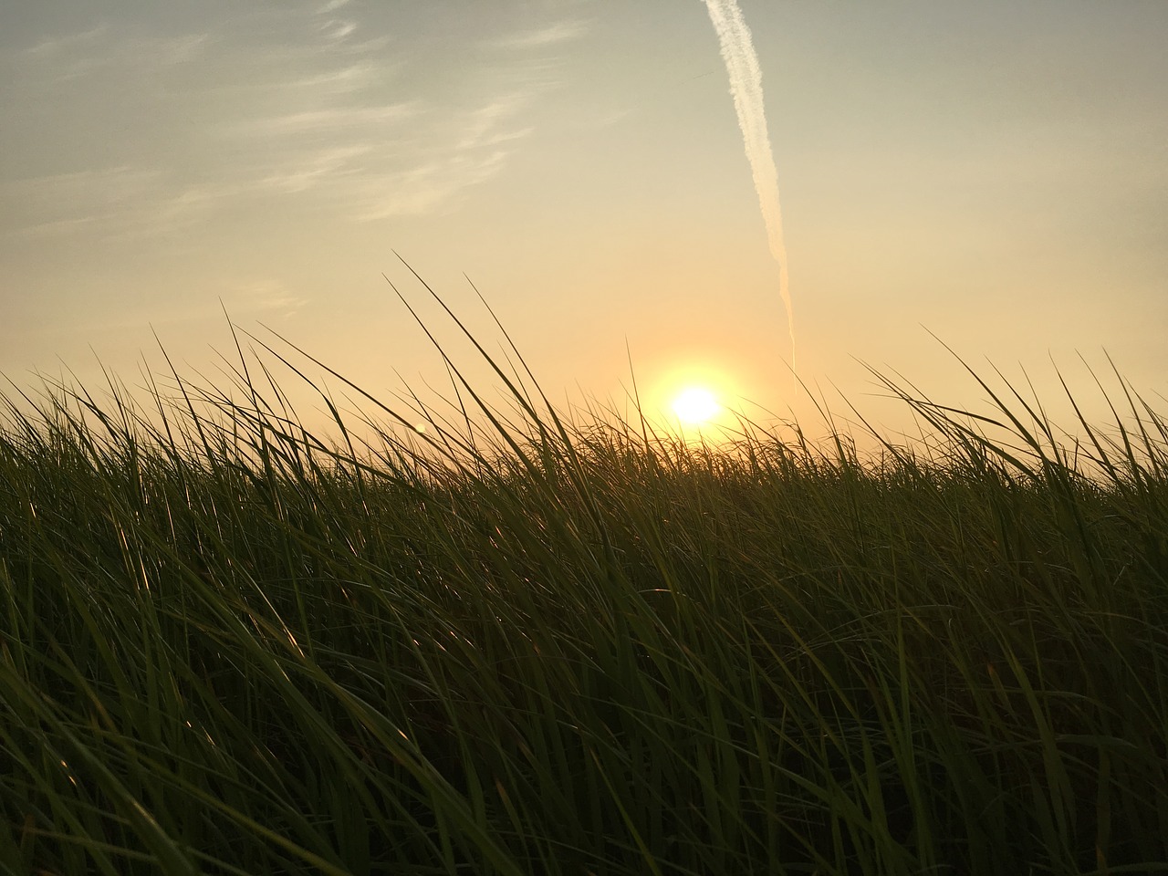 field sunrise grass free photo