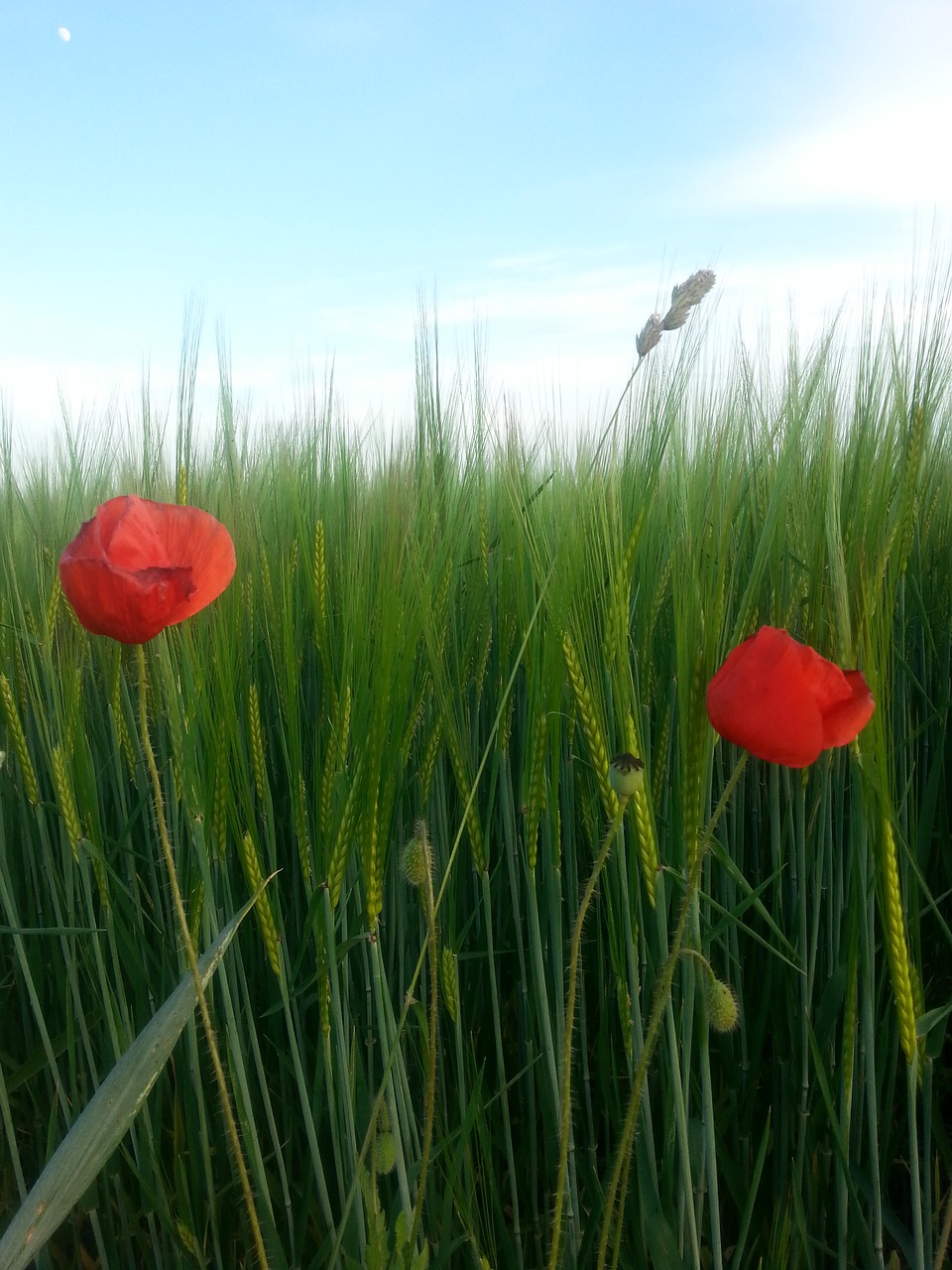 field flowers poppy free photo