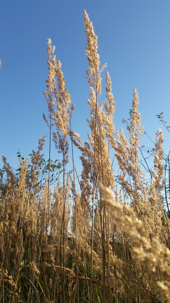 field landscape game grass free photo