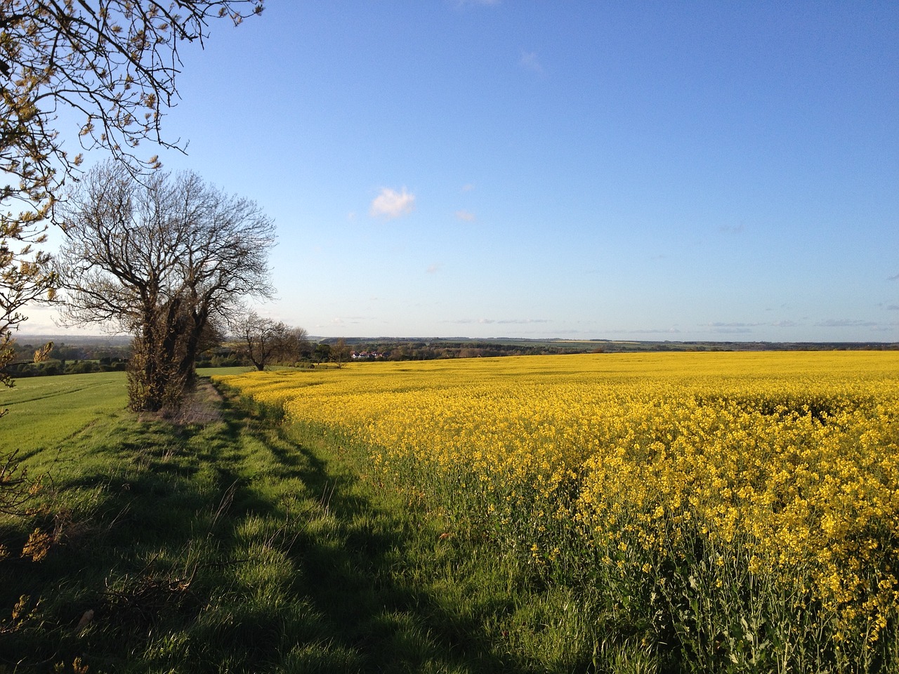 field rapeseed shadow free photo