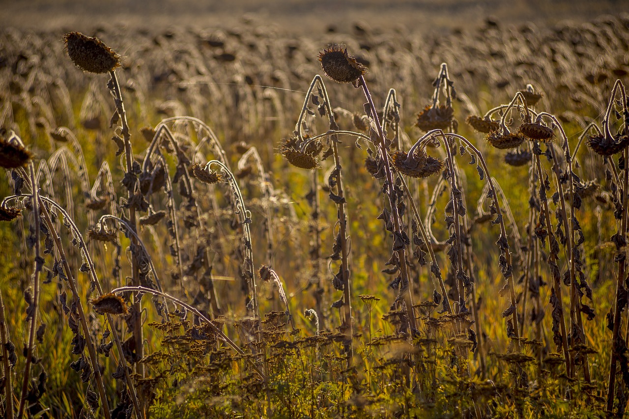 field sunflowers sunflower seeds free photo