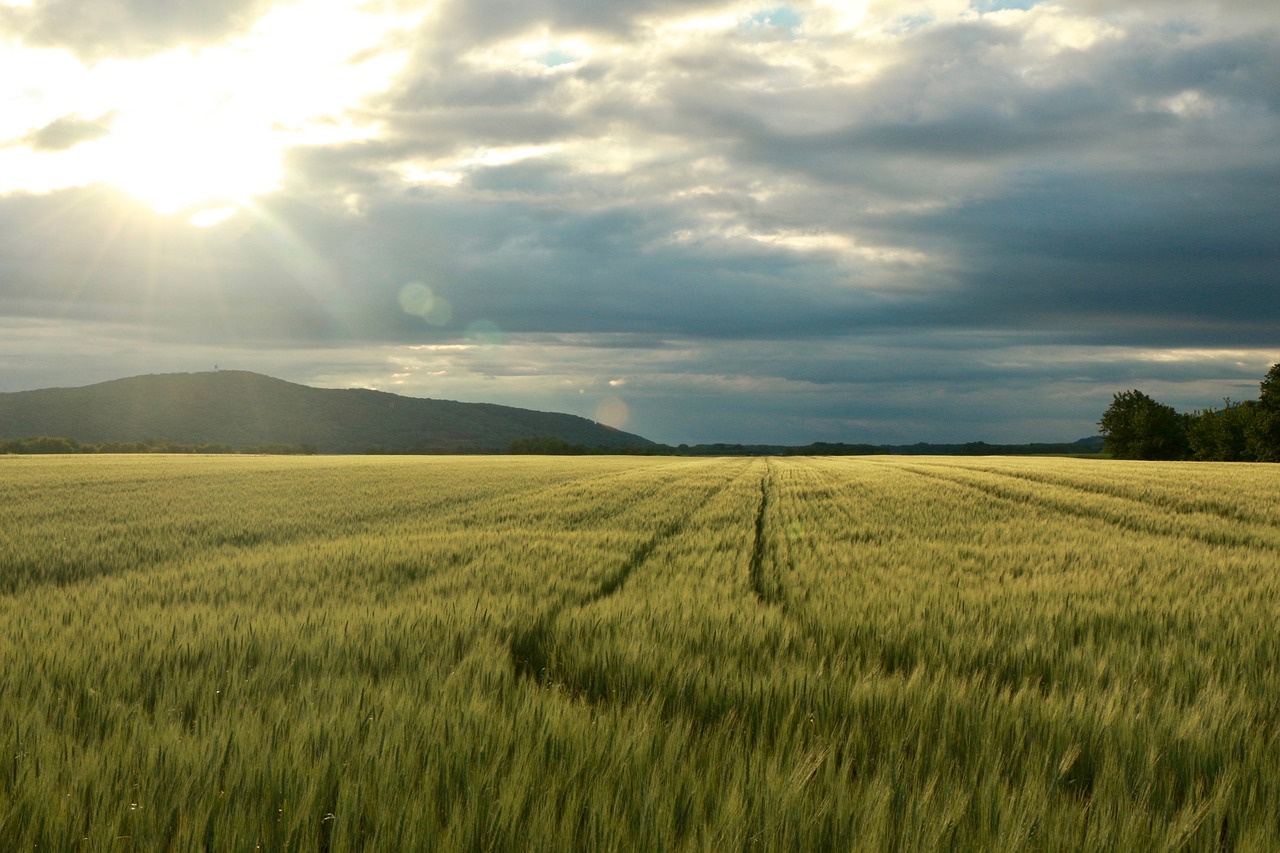 field sun nature free photo