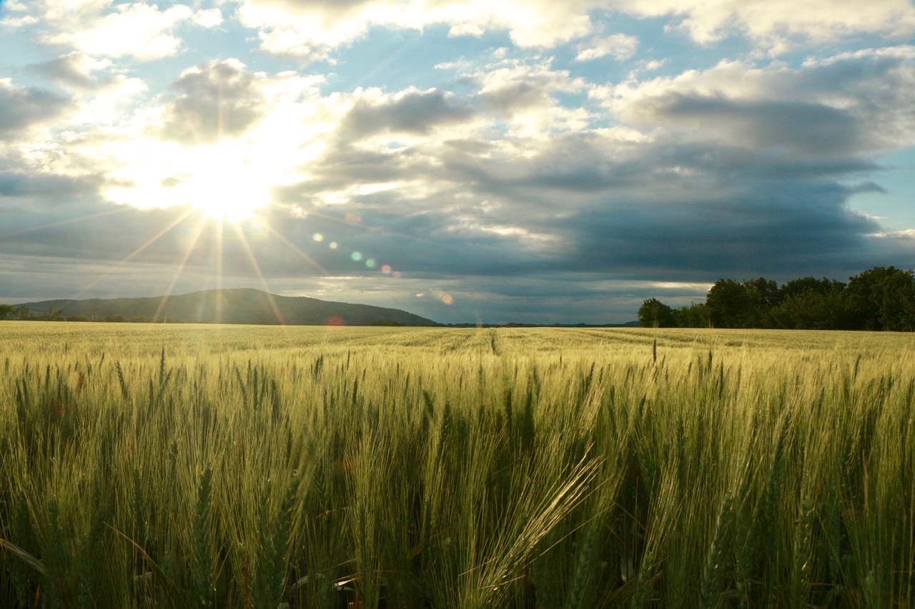 field sun nature free photo