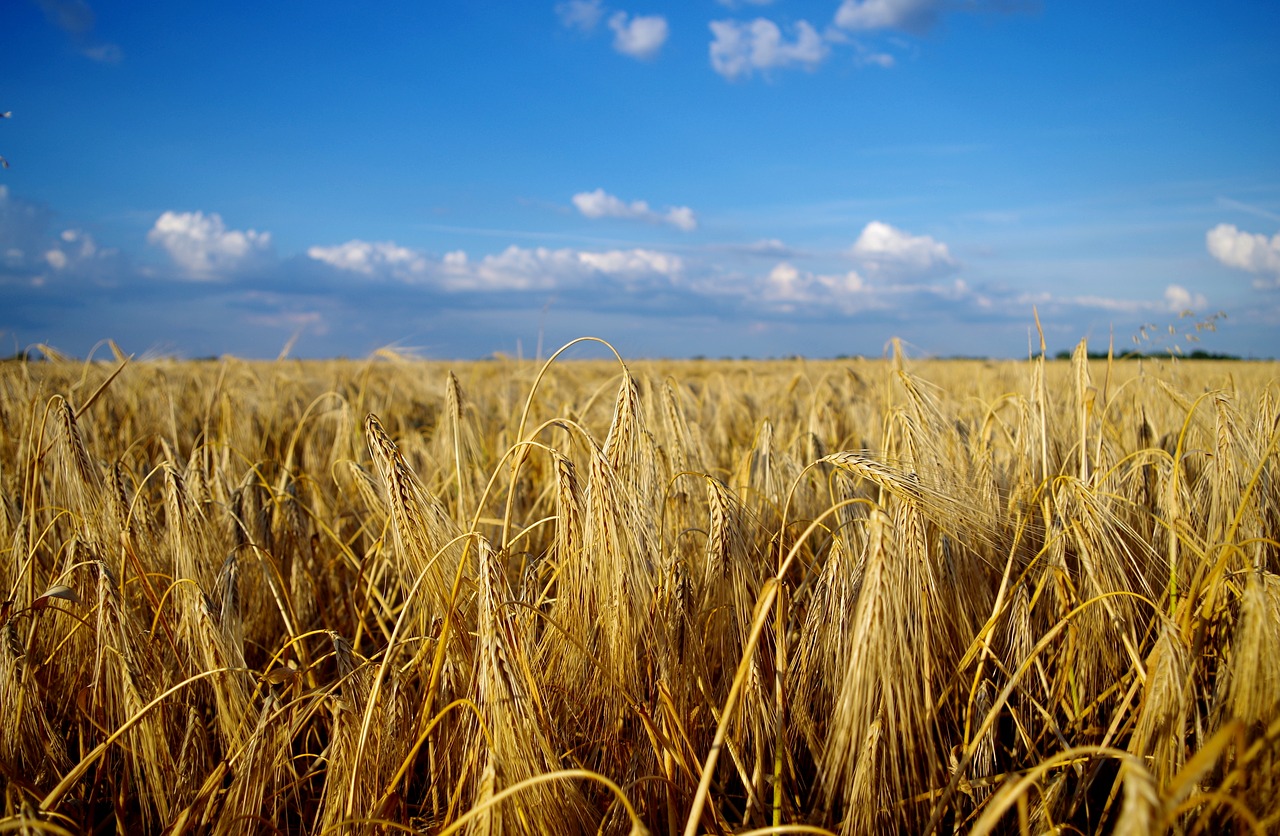 field wheat summer free photo