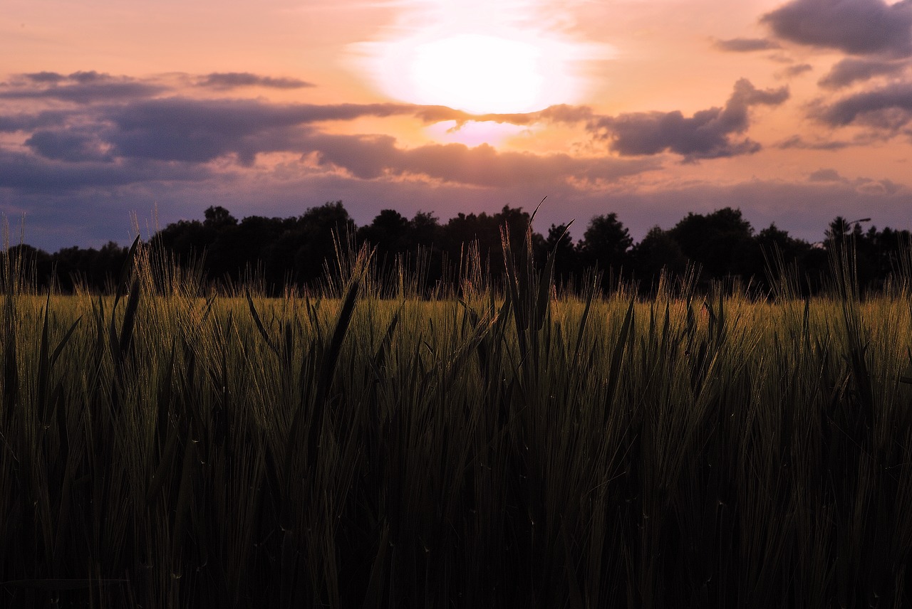 field grain sunset free photo