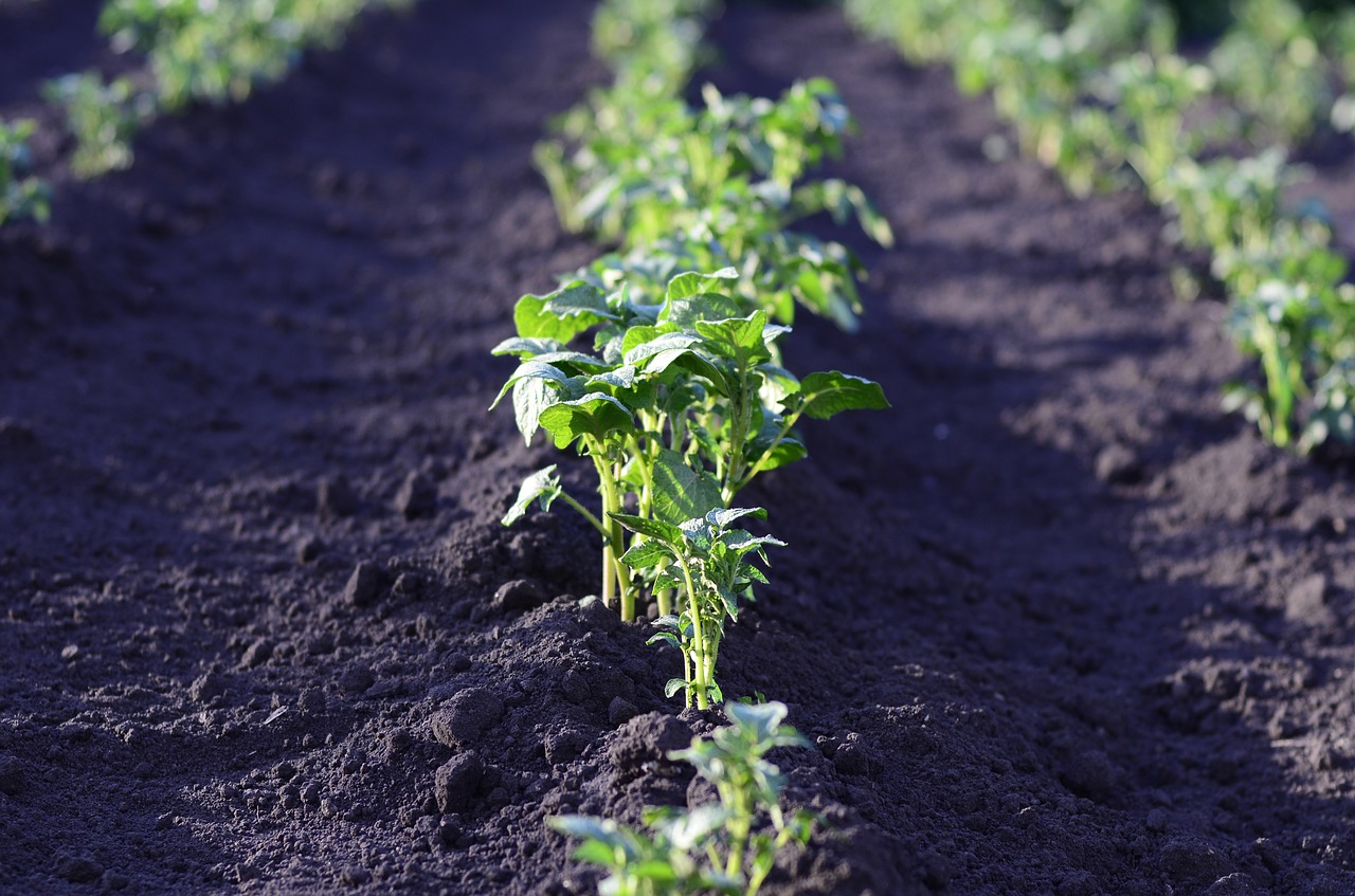 field potato harvest free photo