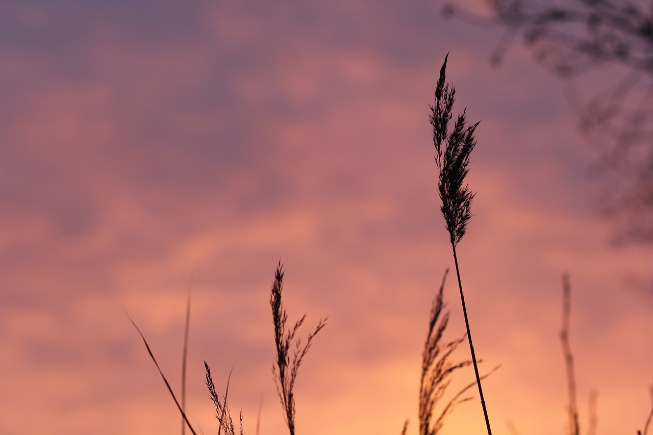 field meadow sunset free photo