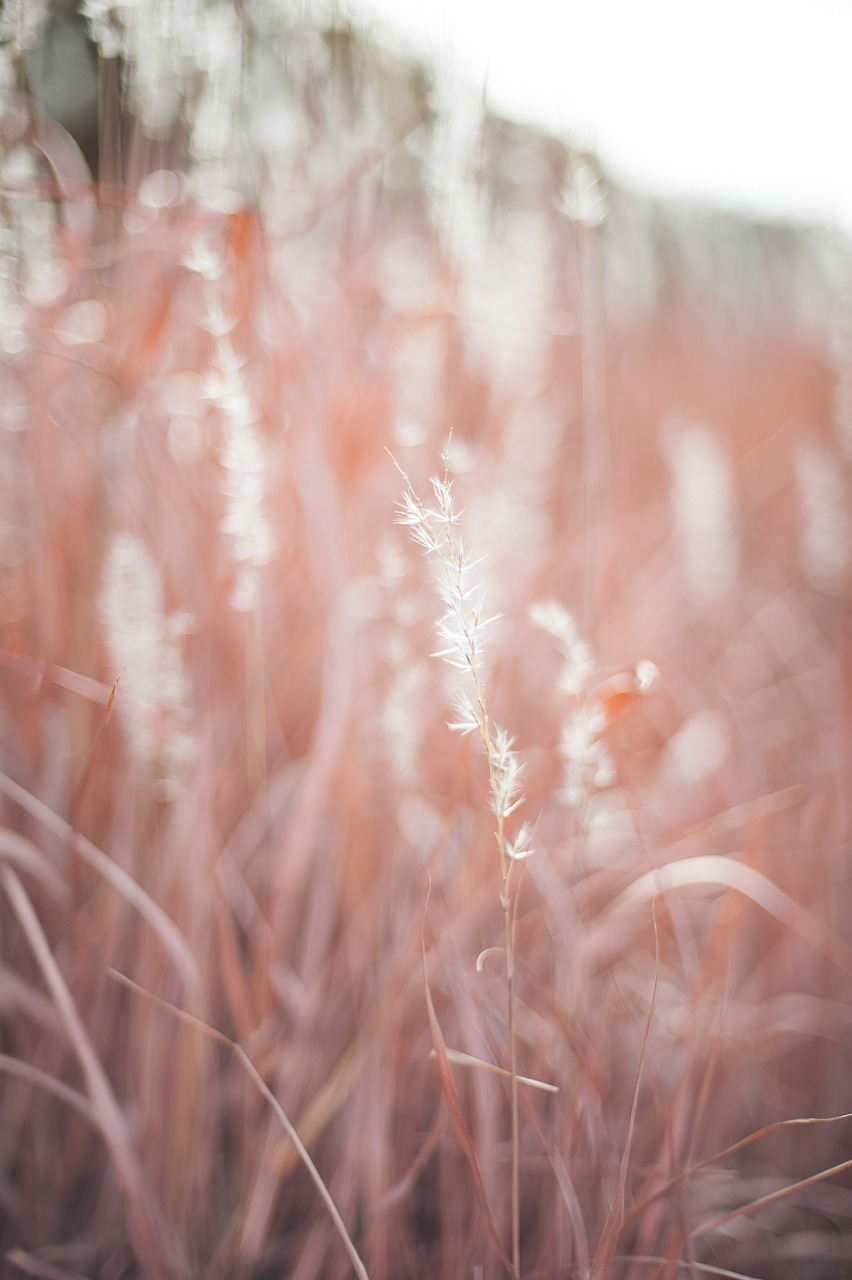 field grass nature free photo