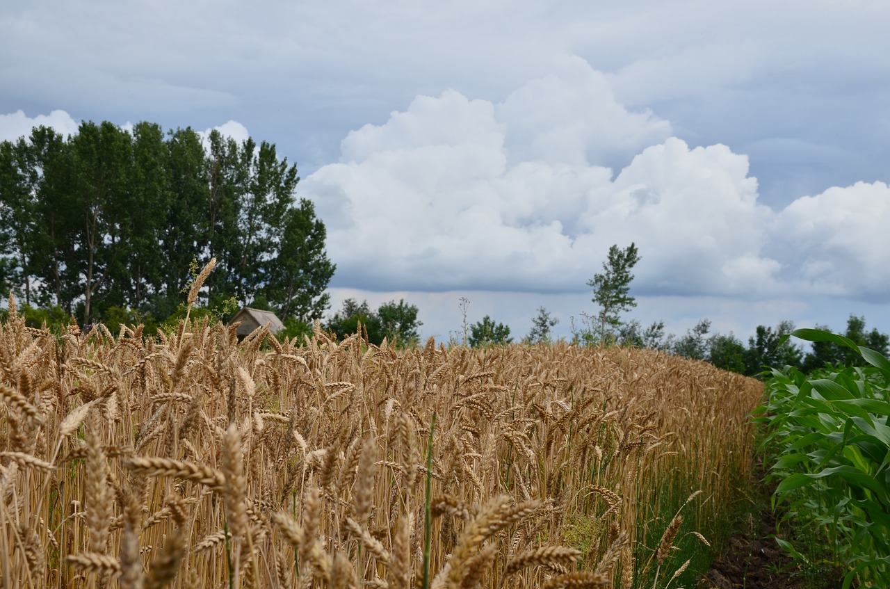 field cornfield agriculture free photo