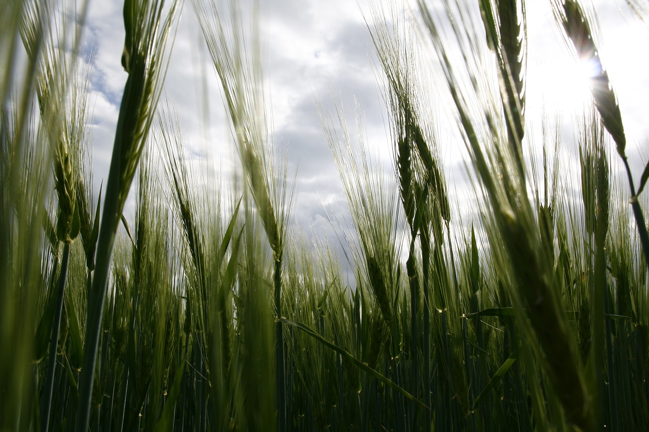 field nature cereals free photo