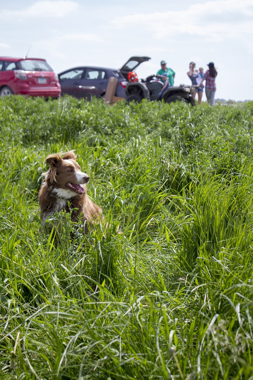 field dog grass free photo