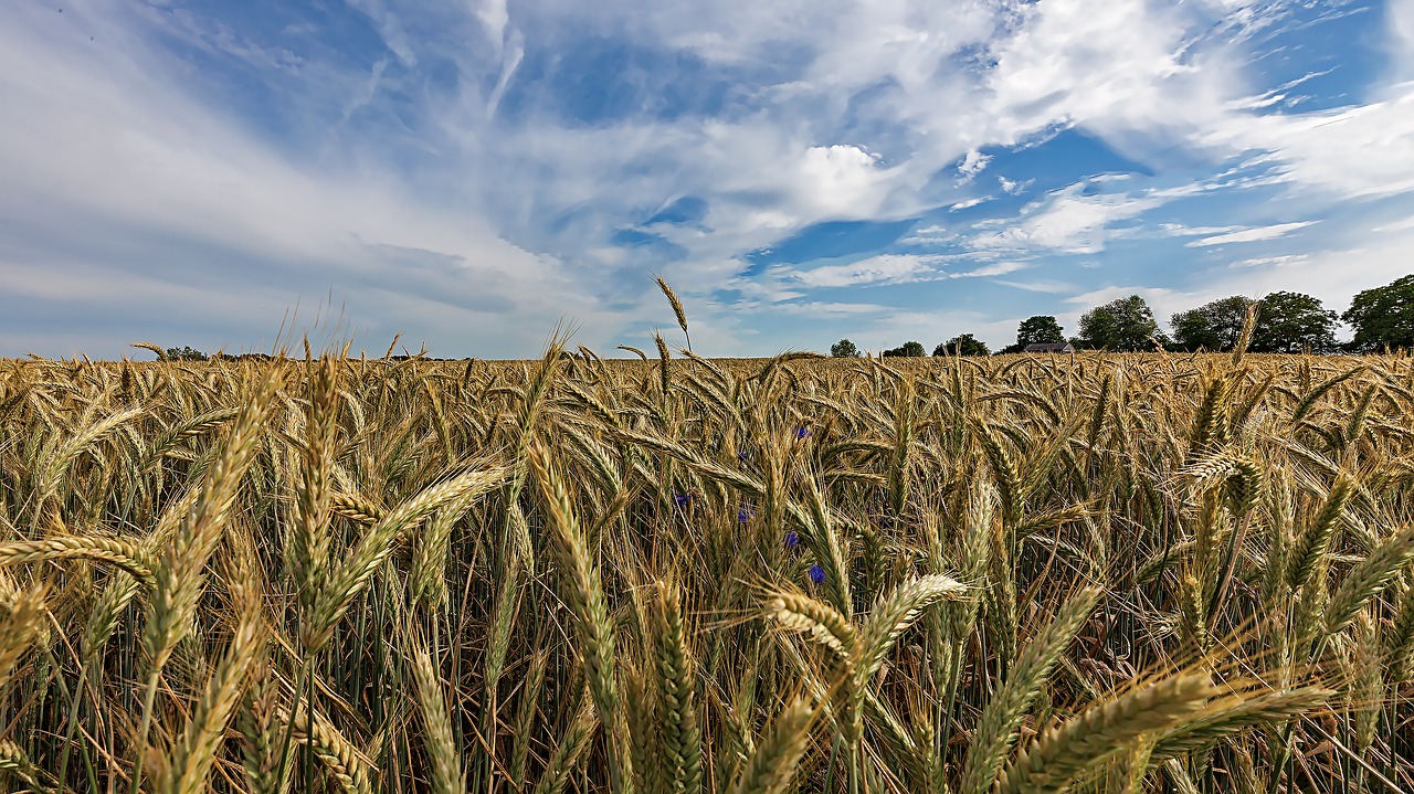 field cereals agriculture free photo