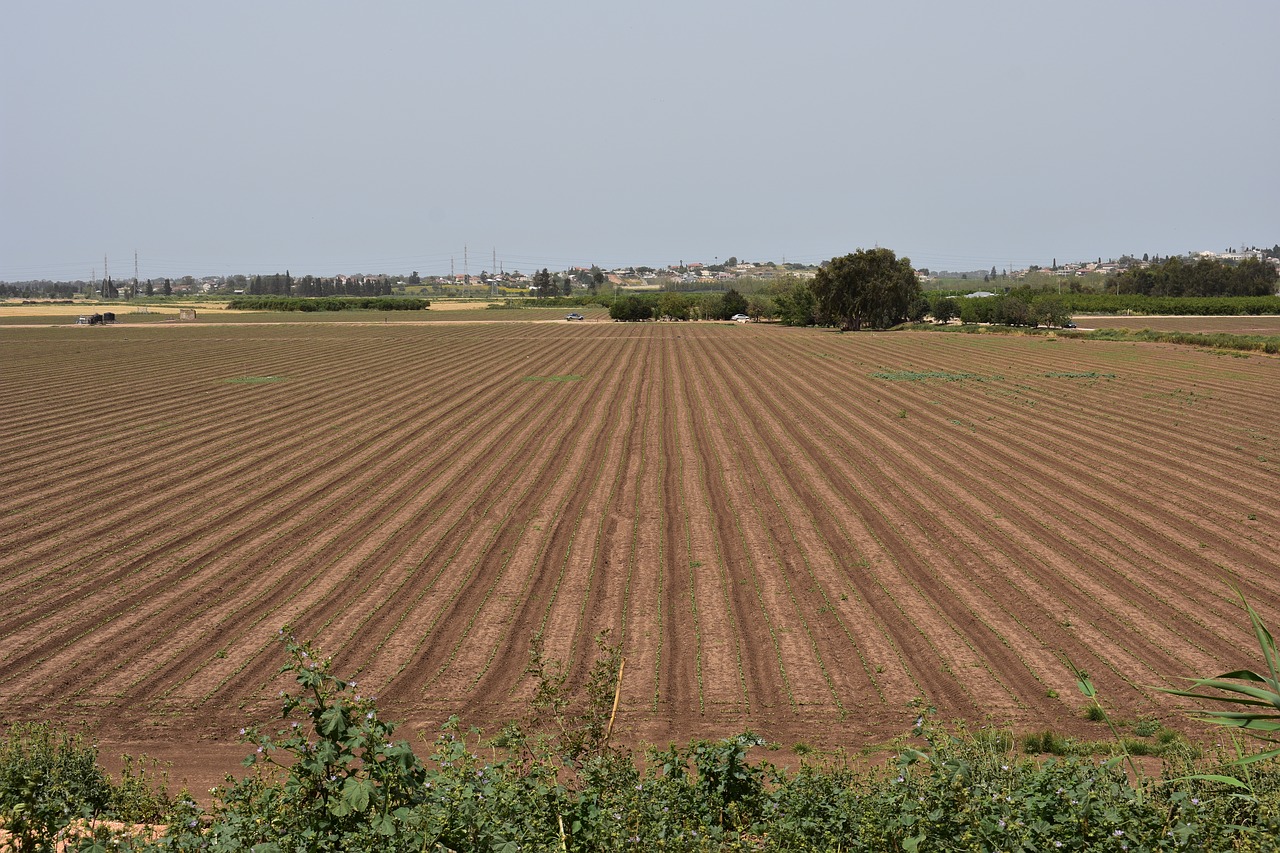 field plant nature free photo