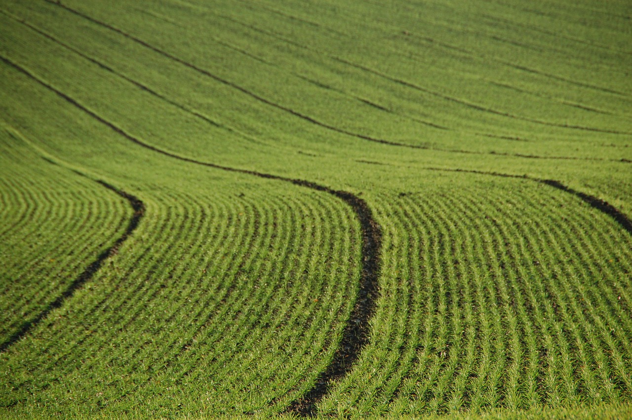 field agriculture lines free photo