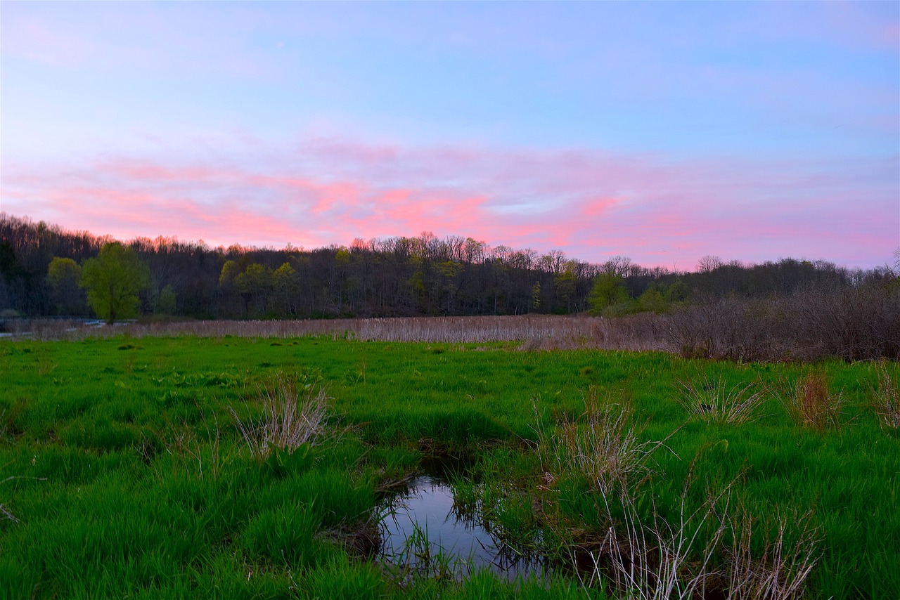 field sunset trees free photo