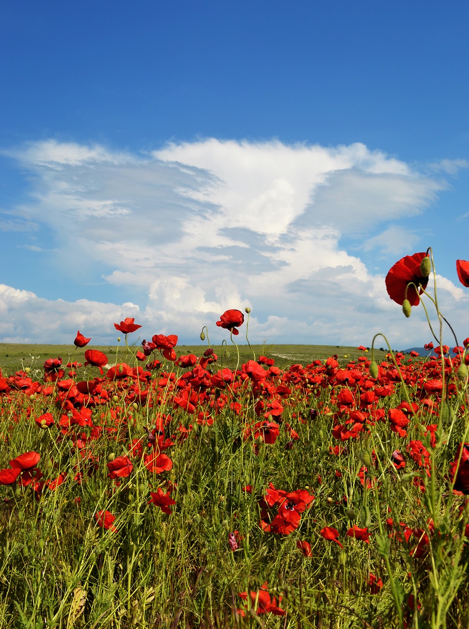 field flowers sky free photo