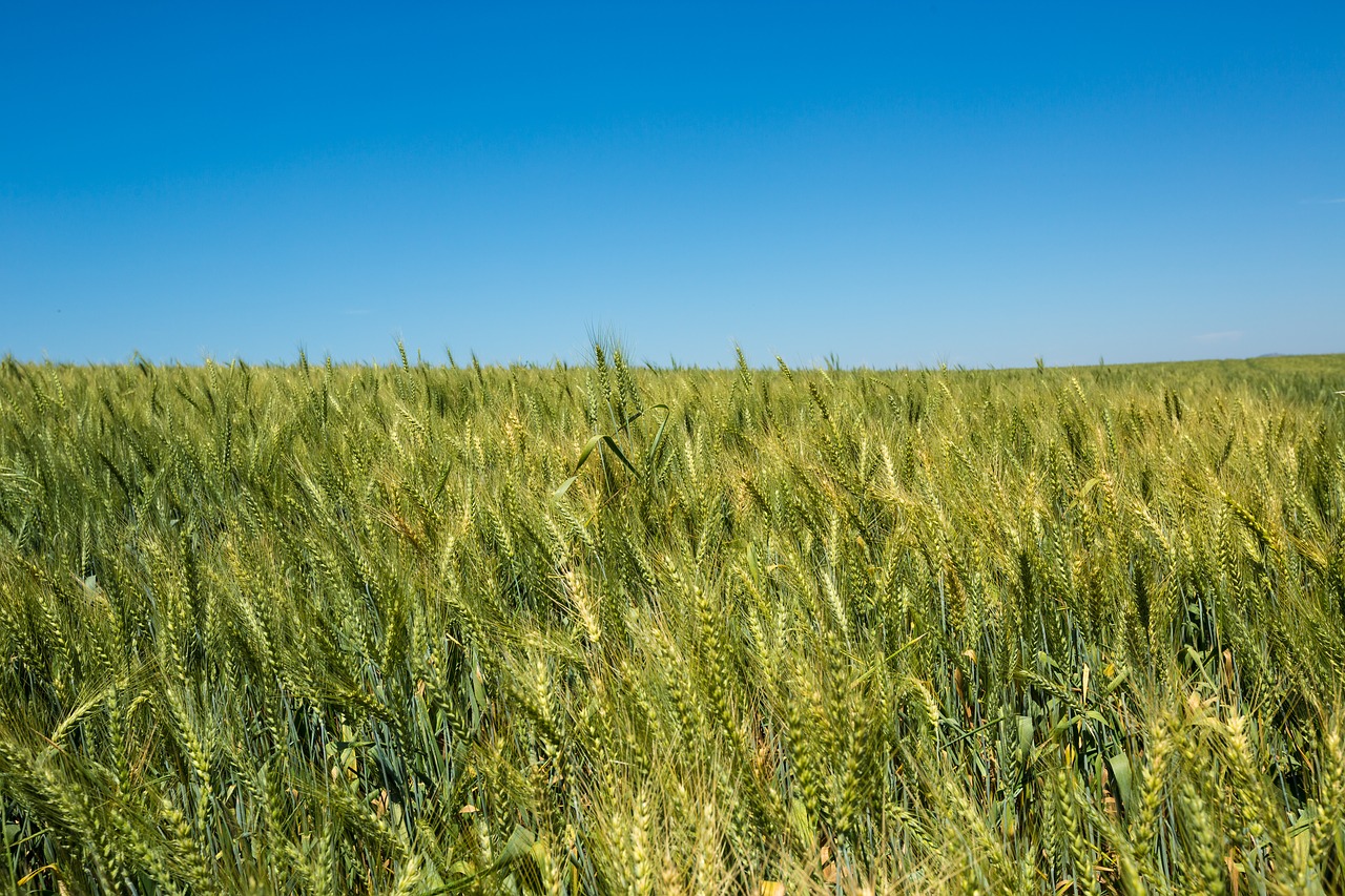 field nature wheat free photo