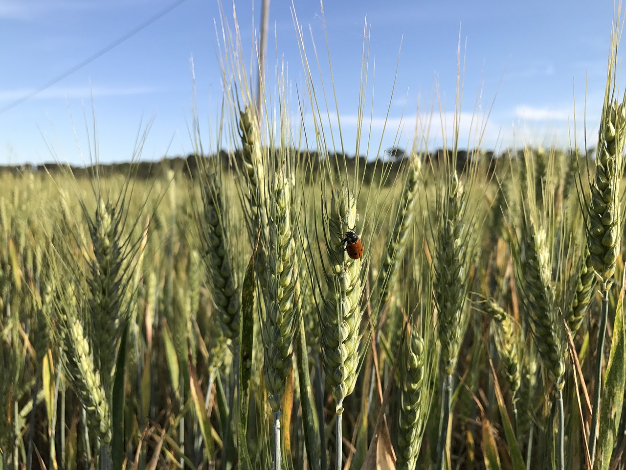 field cereal ladybug free photo