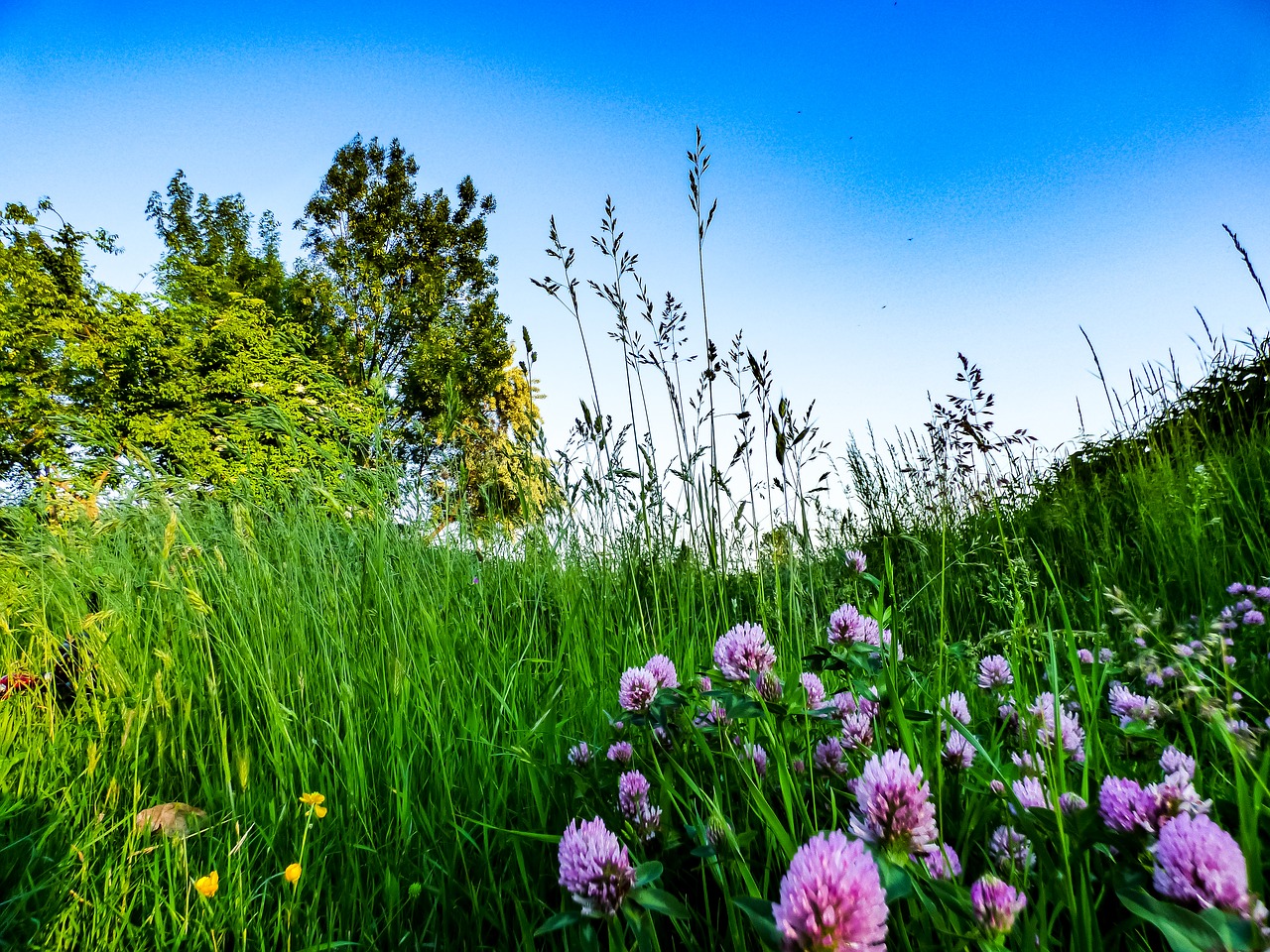 field spring flower free photo