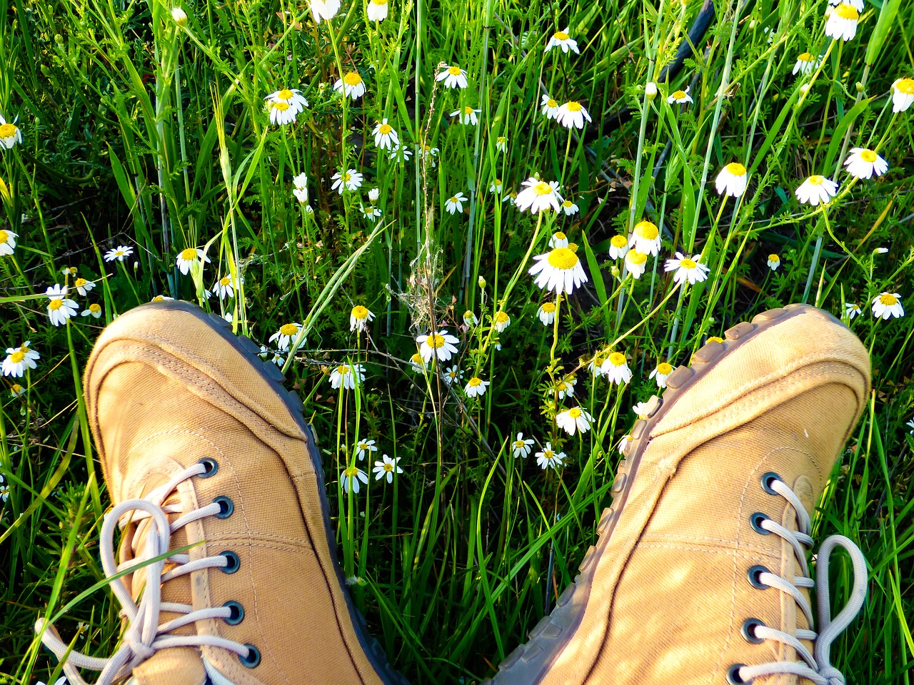 field meadow flower free photo