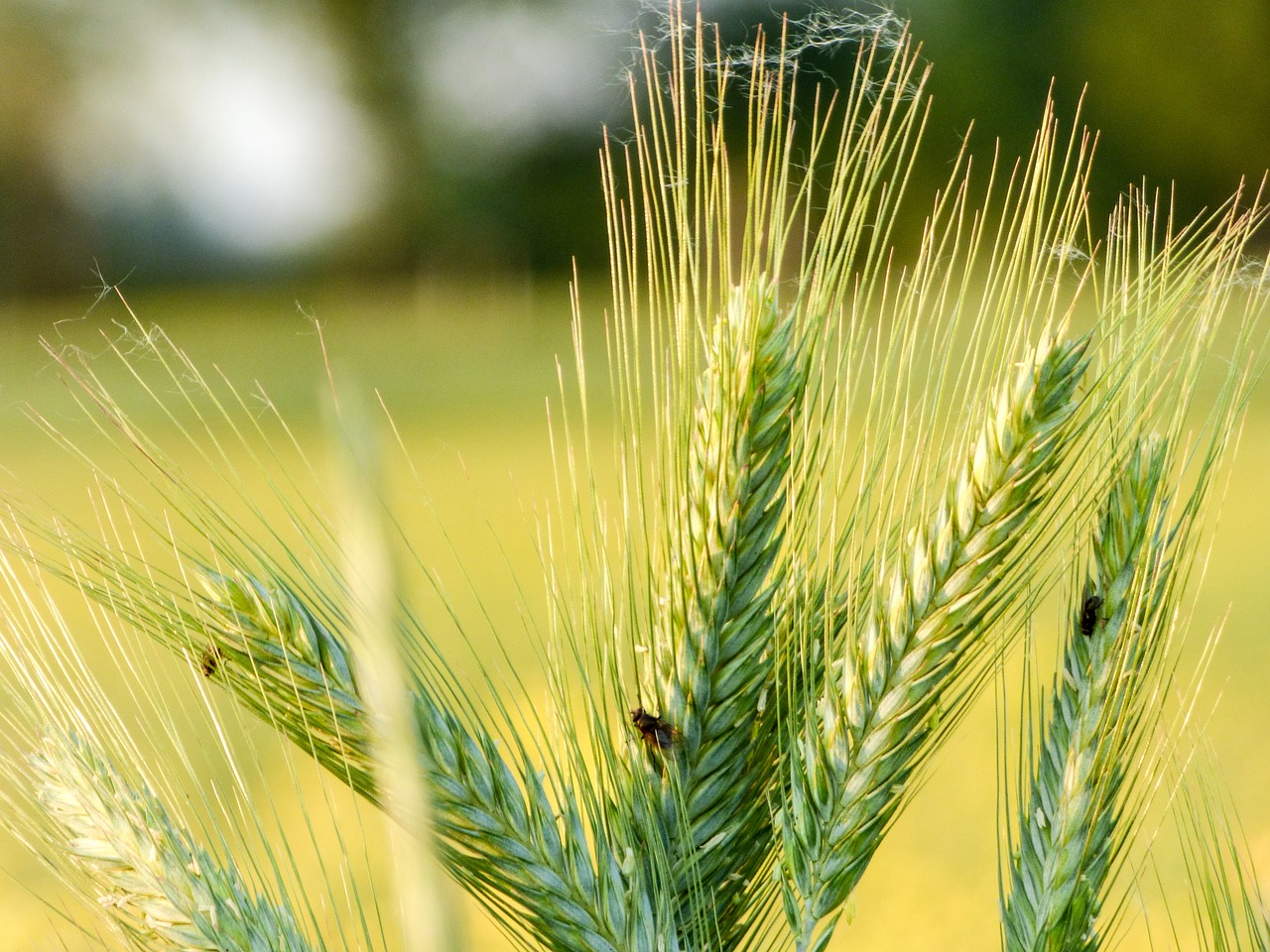 field by chaitanya k spring free photo