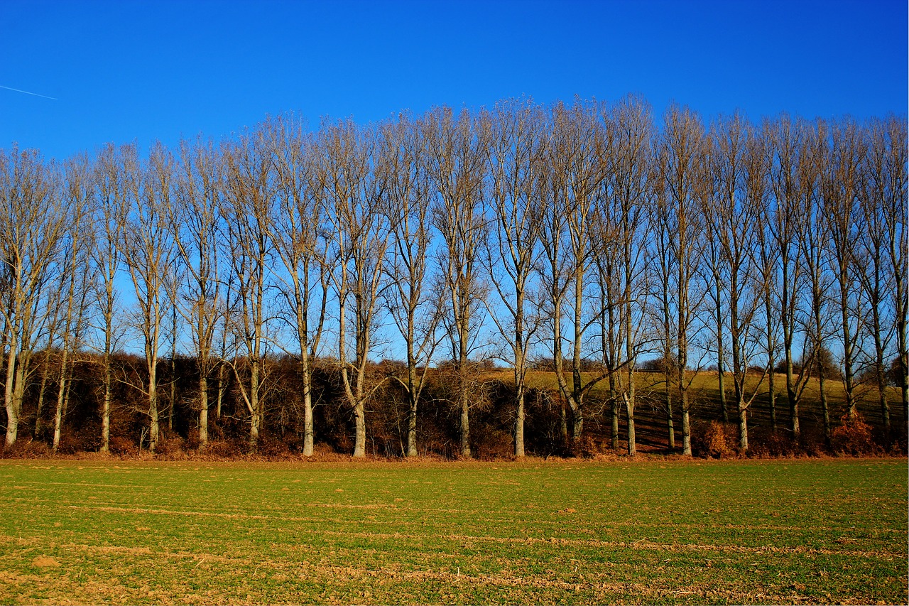 field trees sky free photo